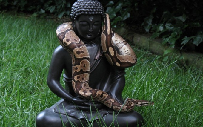 Buddha Wallpaper pictures HD snake