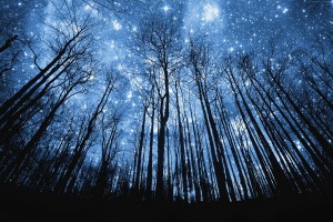 Forest Wallpapers HD stars night