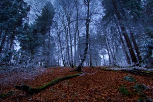 Forest Wallpapers HD A21