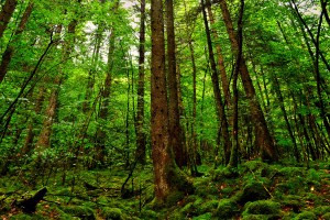 Forest Wallpapers HD green trees
