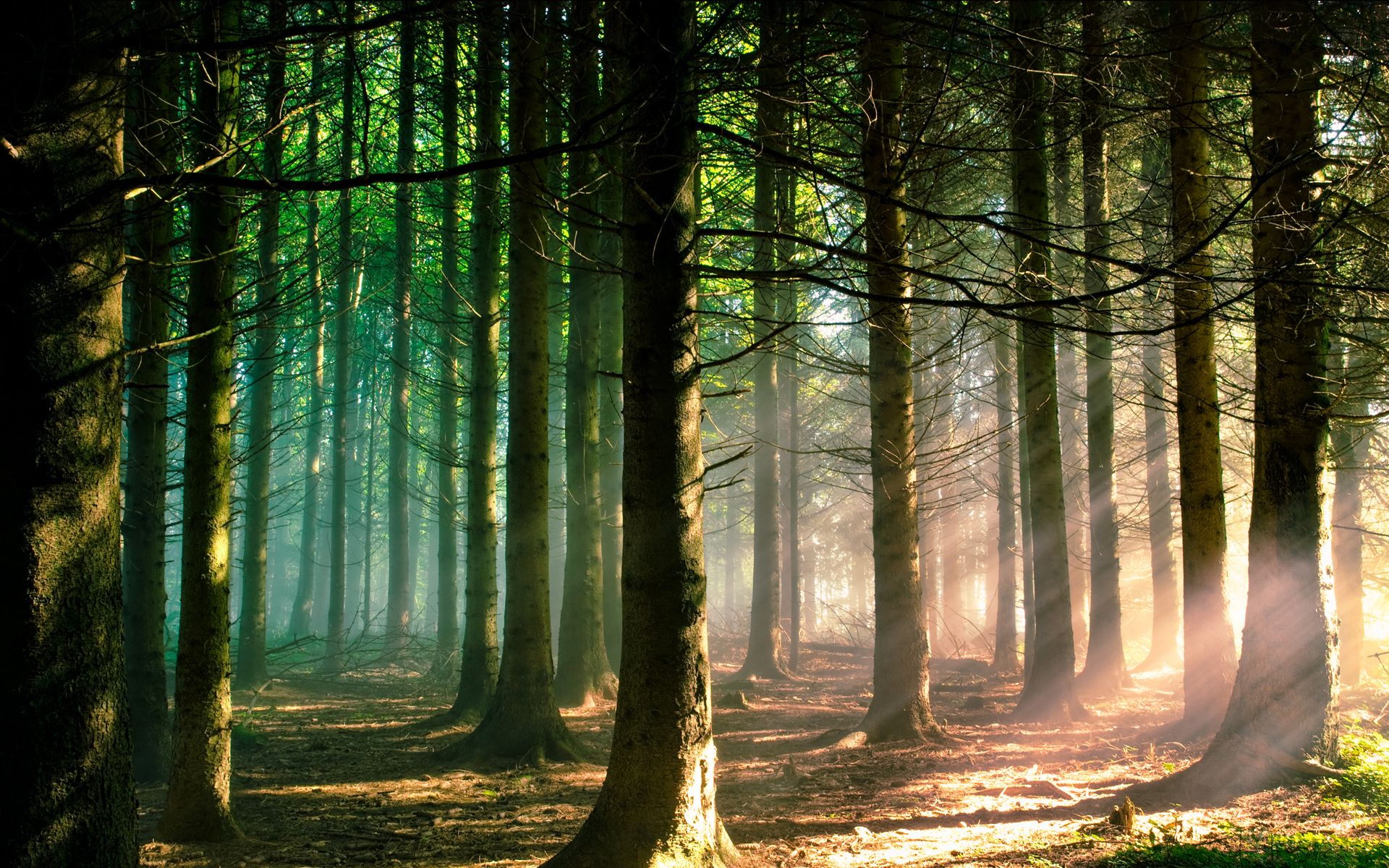 Forest Wallpapers HD trees sunshine