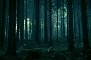 Forest Wallpapers HD A3