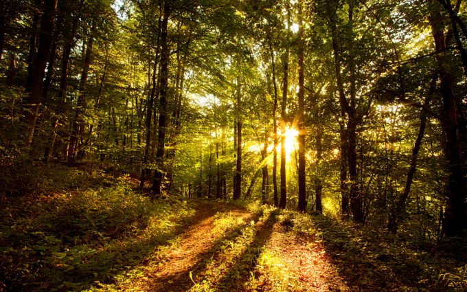 Forest Wallpapers HD sunshine