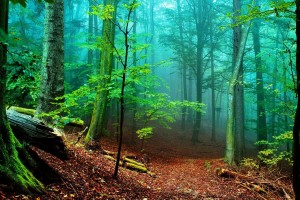 Forest Wallpapers HD A33