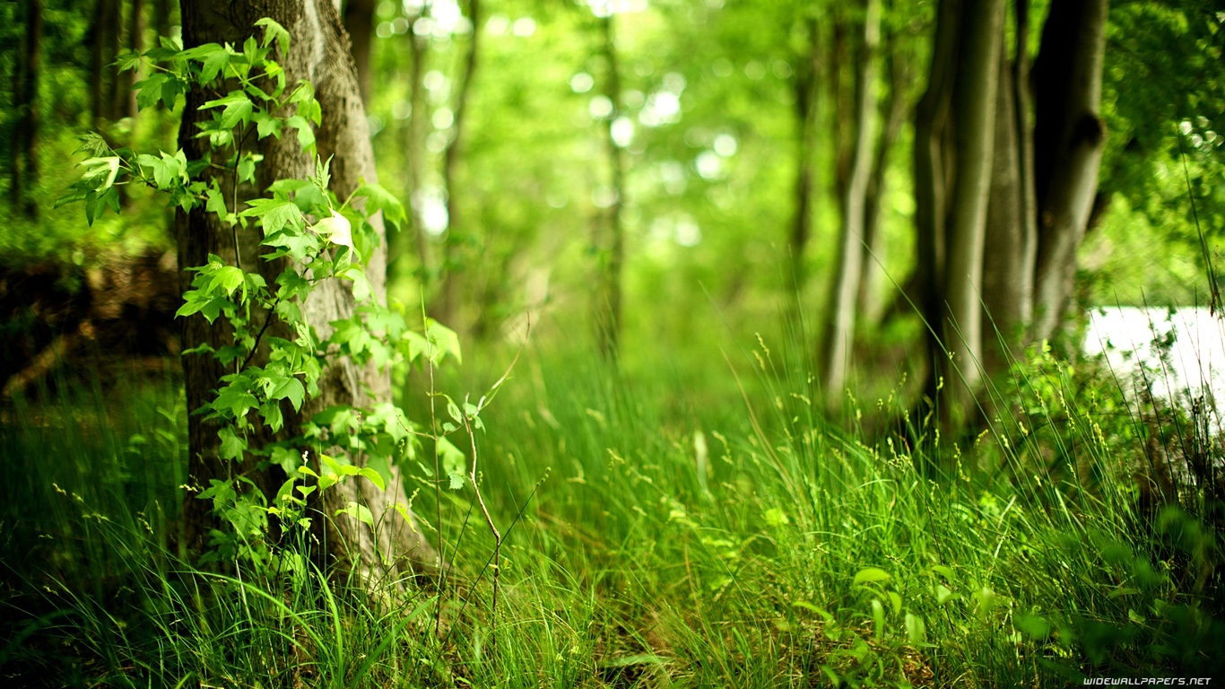 Forest Wallpapers HD A37
