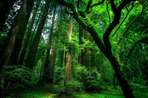 Forest Wallpapers HD dark nature