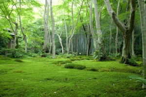 Jungle Wallpapers nature trees green