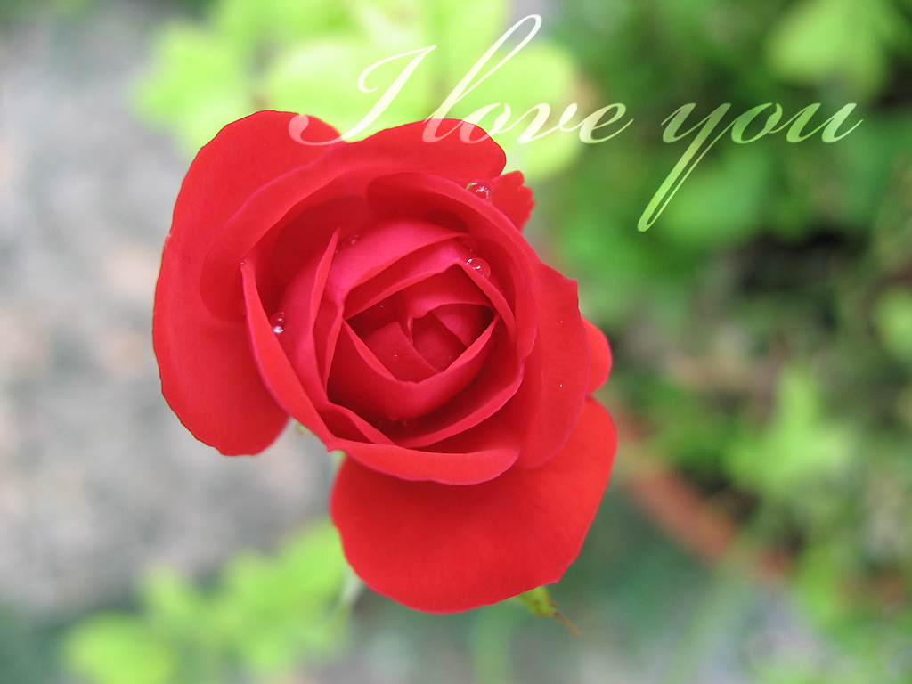 Red Roses Wallpapers HD A10