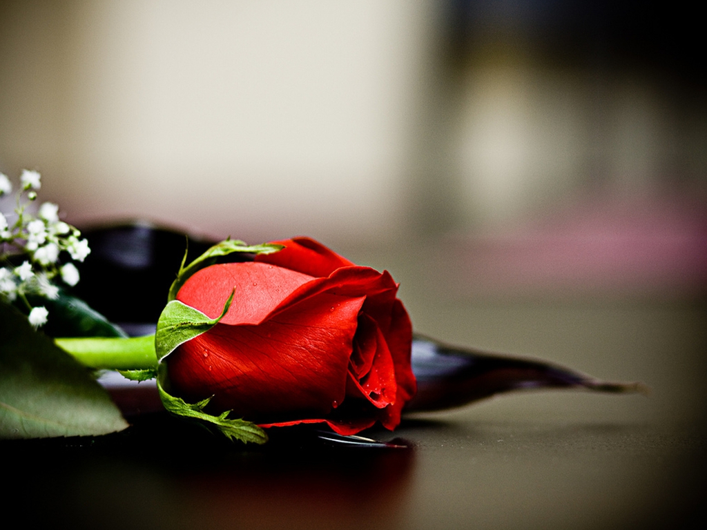 Red Roses Wallpapers HD A39 grey background