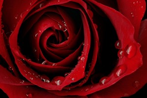 Red Roses Wallpapers HD A39 dew drops