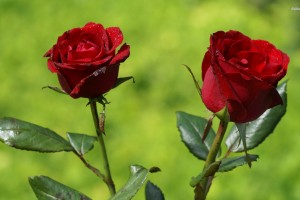 Red Roses Wallpapers HD A39 couple