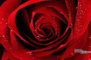 Red Roses Wallpapers HD A25