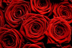 Red Roses Wallpapers HD A27