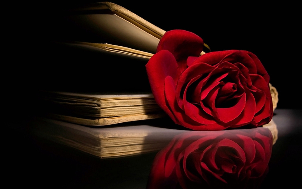 Red Roses Wallpapers HD A29