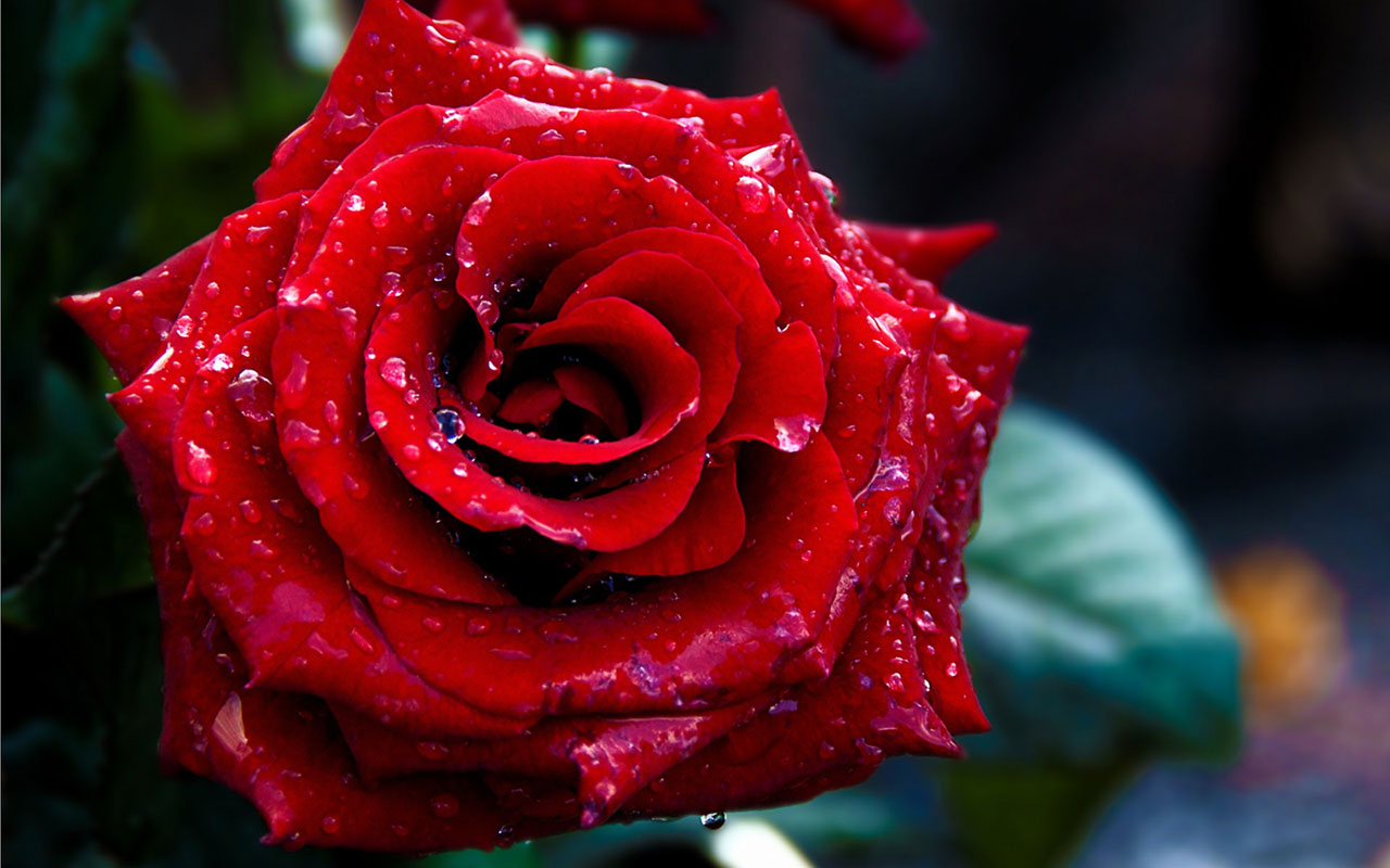 Red Roses Wallpapers HD A3