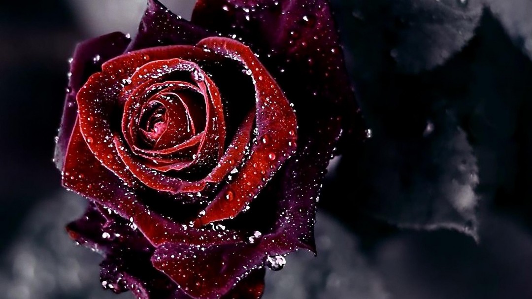 Red Roses Wallpapers HD A31