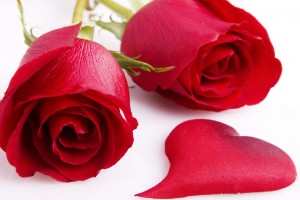 Red Roses Wallpapers HD A37