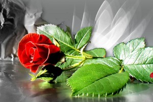 Red Roses Wallpapers HD A39 single
