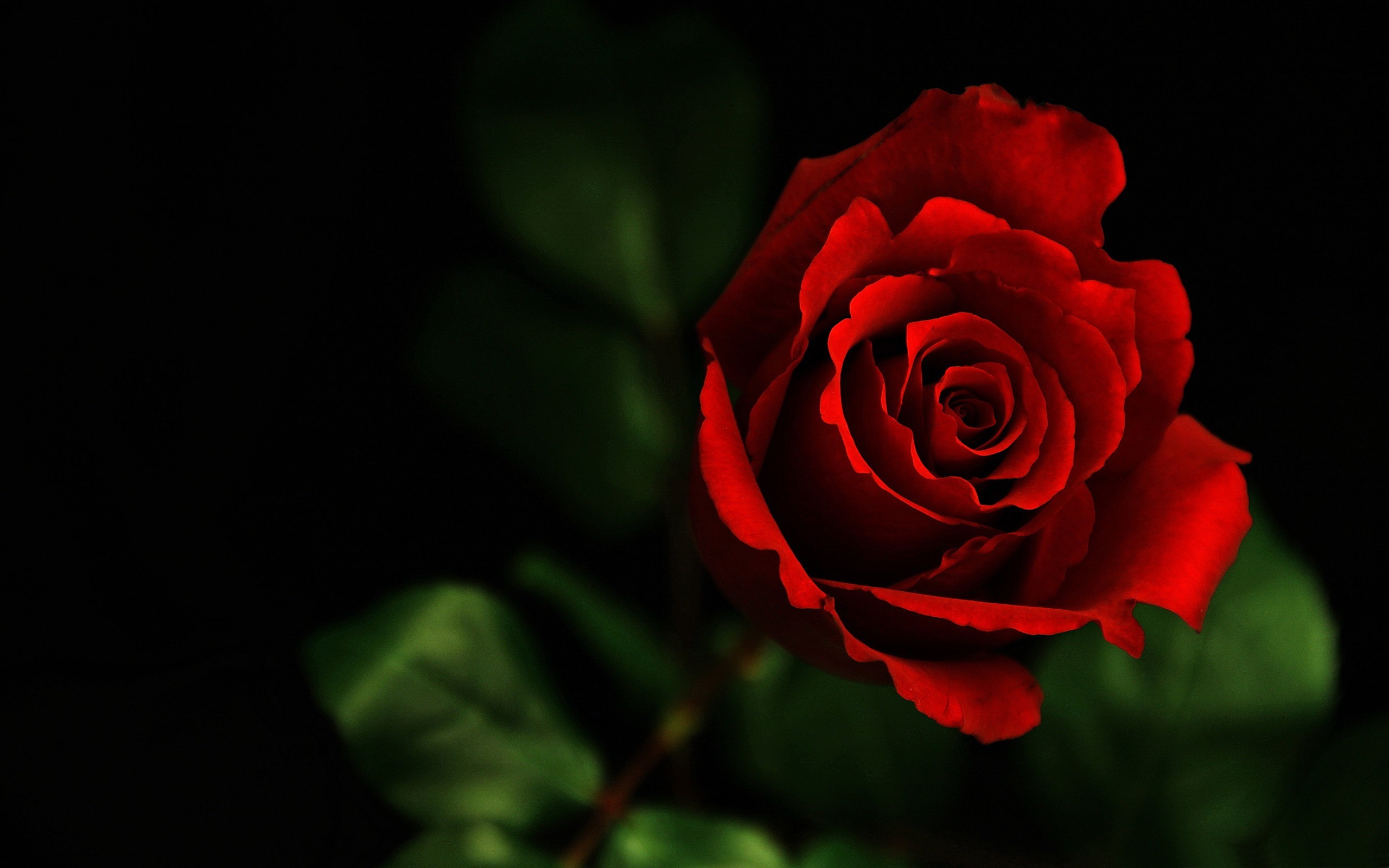 Red Roses Wallpapers HD A6