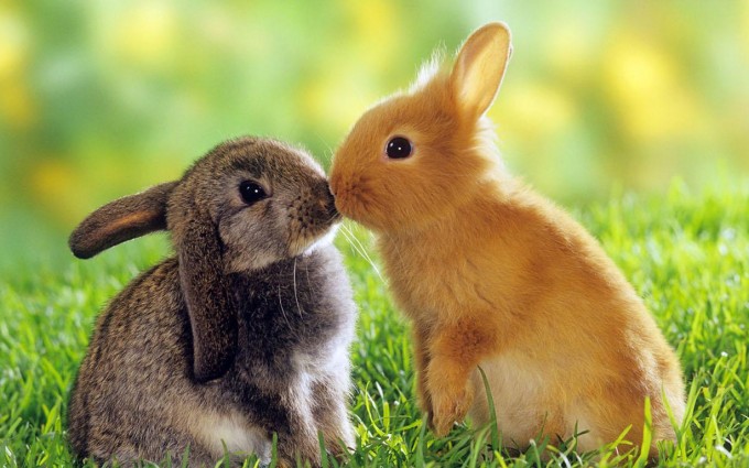 Romantic Wallpapers Rabbits Kidding HD A22 - Free Romantic Wallpapers, Romantic Couples, Romantic Love Wallpapers, Romantic Kiss Wallpapers, high definition desktop laptop mobile background Pictures images downloads.