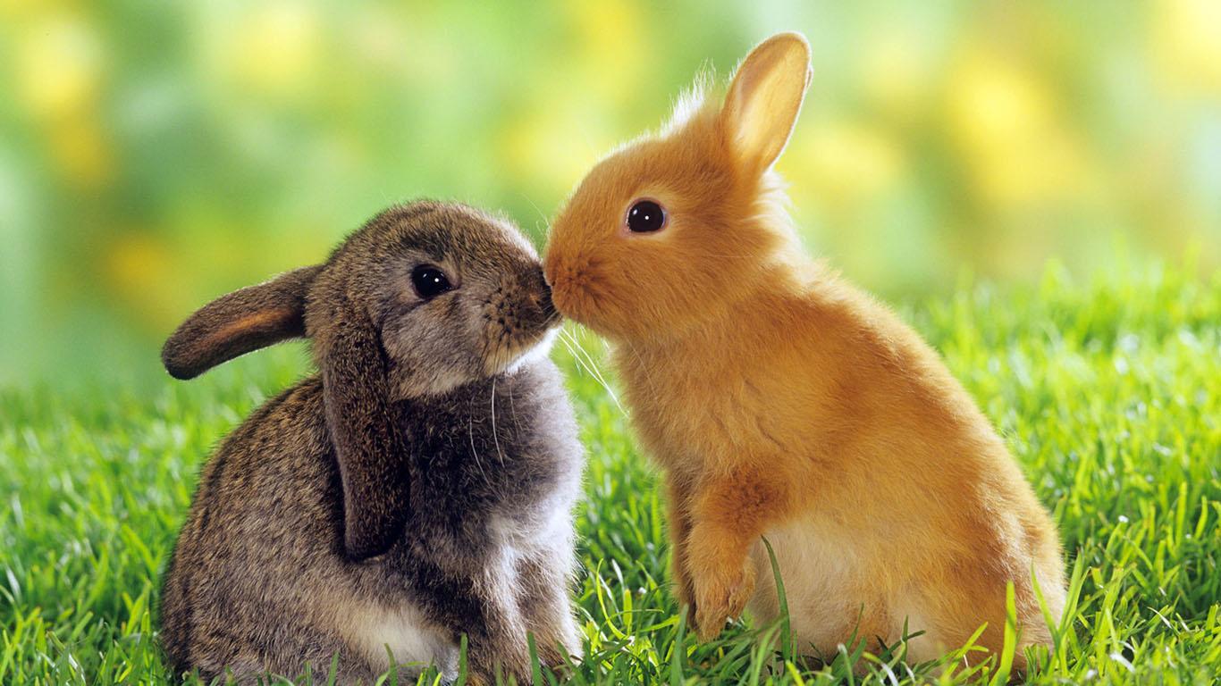 Romantic Wallpapers Rabbits Kidding HD A22 - Free Romantic Wallpapers, Romantic Couples, Romantic Love Wallpapers, Romantic Kiss Wallpapers, high definition desktop laptop mobile background Pictures images downloads.