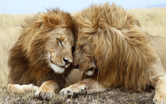 Romantic Wallpapers Lion HD A4 - Free Romantic Wallpapers, Romantic Couples, Romantic Love Wallpapers, Romantic Kiss Wallpapers, high definition desktop laptop mobile background Pictures images downloads.