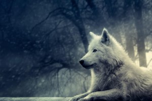 Wolf Wallpapers HD A15