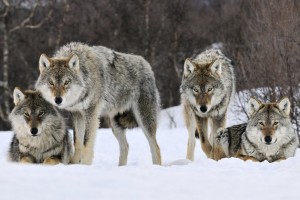 wolf pack wallpaper