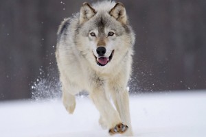 Wolf Wallpapers HD A2