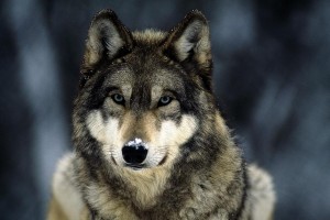 Wolf Wallpapers HD A20