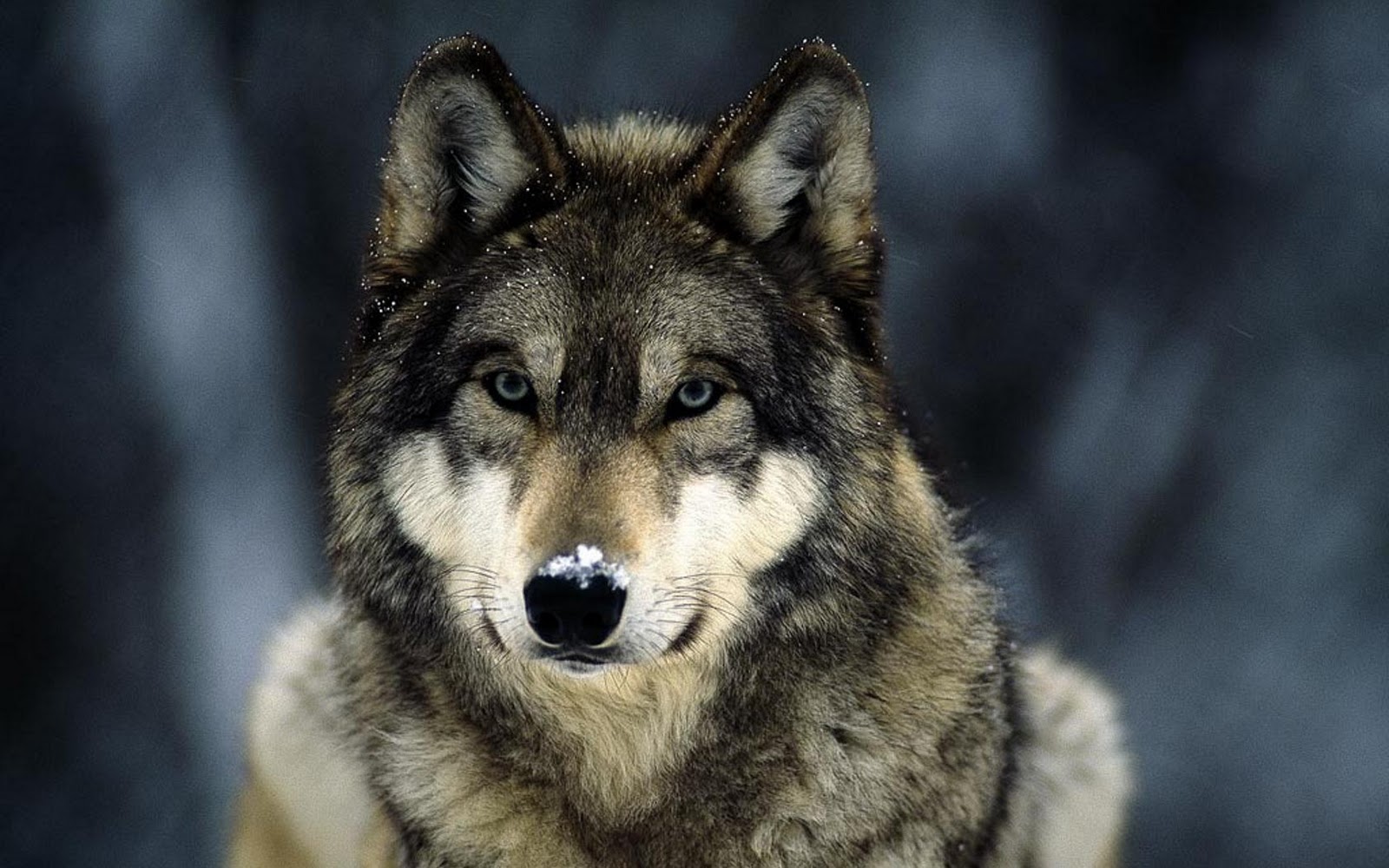 Wolf Wallpapers HD A20