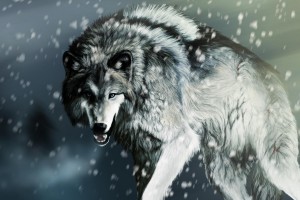 wolfs wallpaper
