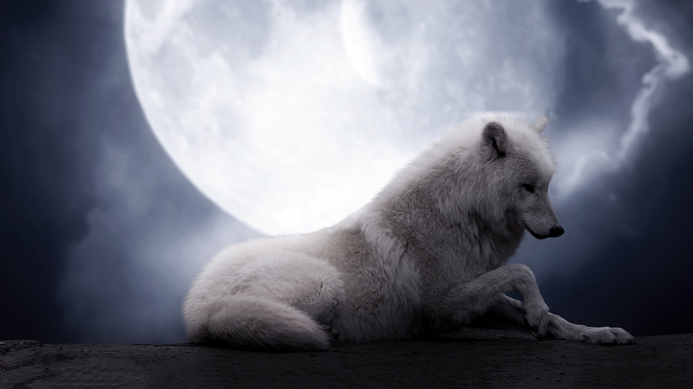 Wolf Wallpapers HD A28