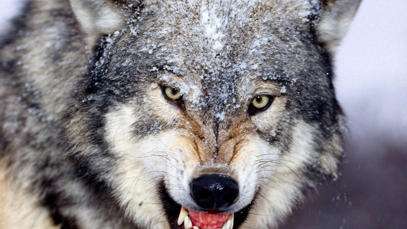 Wolf Wallpapers HD A29