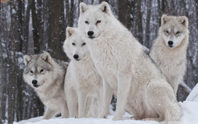 white wolf wallpapers cute