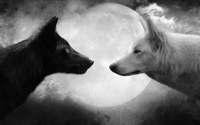 Wolf Wallpapers HD black and white