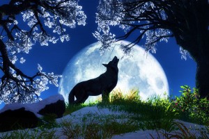Wolf Wallpapers HD A39