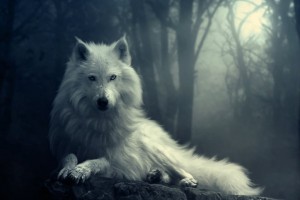 Wolf Wallpapers HD A41