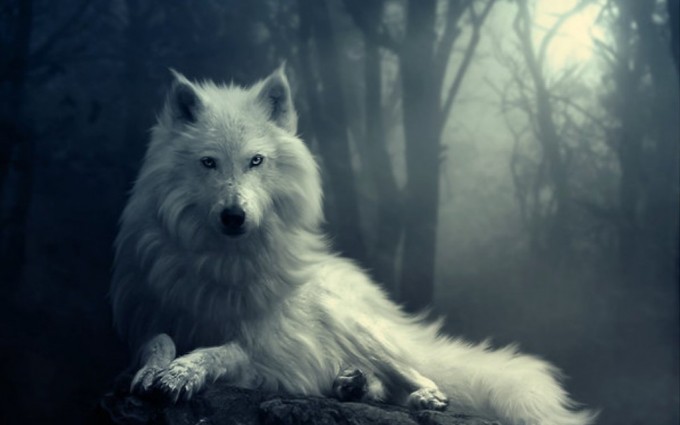 white wolf wallpapers HD