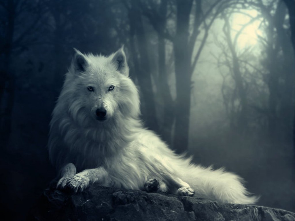 Wolf Wallpapers HD A41