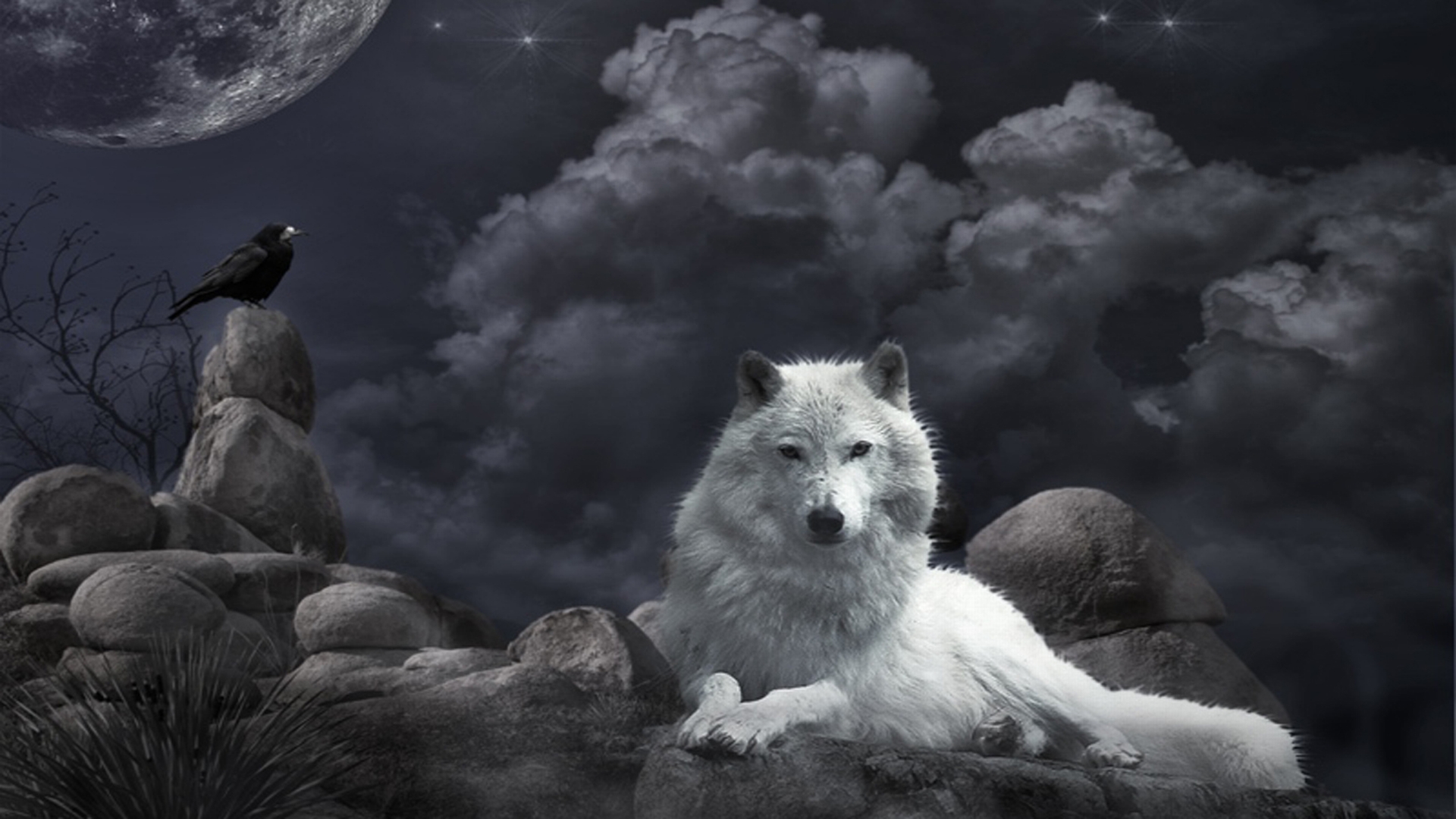 Wolf Wallpapers HD A5