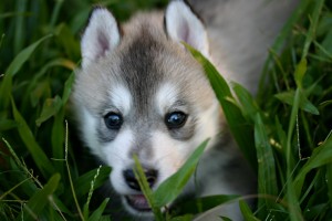 Wolf Wallpapers HD cute puppy