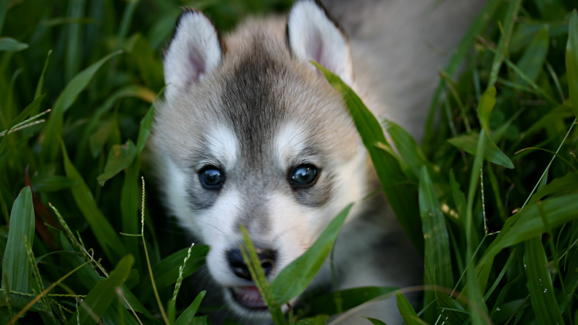 Wolf Wallpapers HD cute puppy