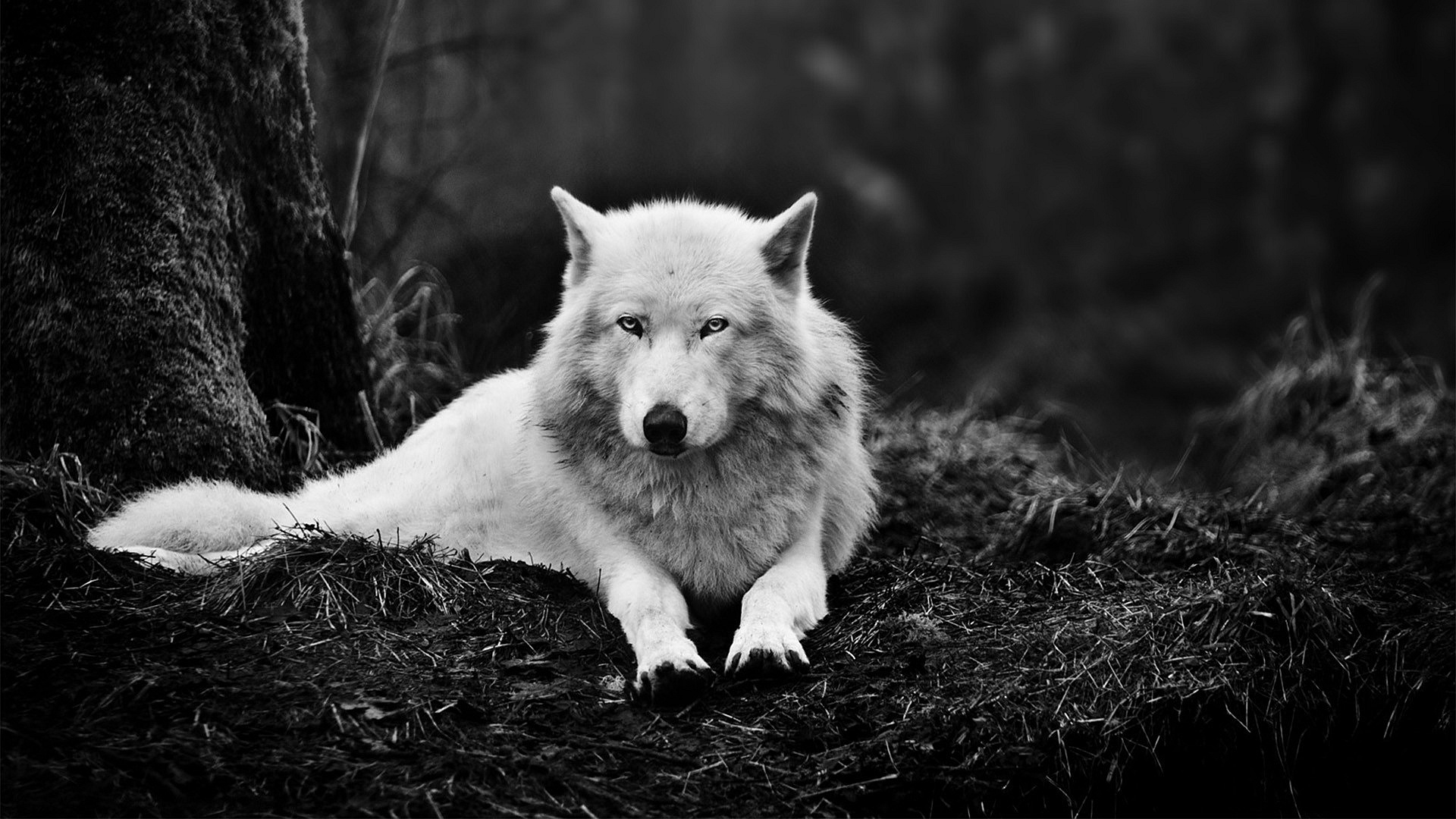 arctic wolf wallpaper lone