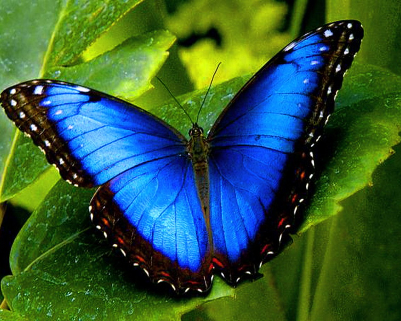 blue butterfly wallpaper 2