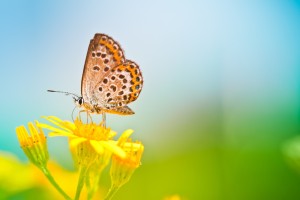 butterfly images wallpaper
