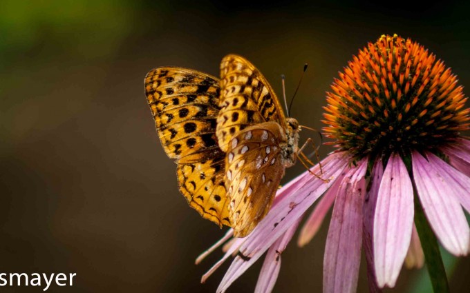 butterfly-on-coneflower
