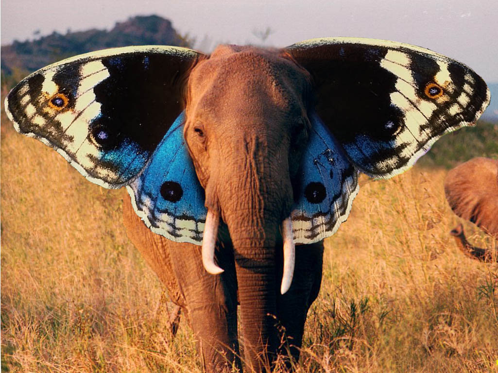 butterfly wallpaper elephant