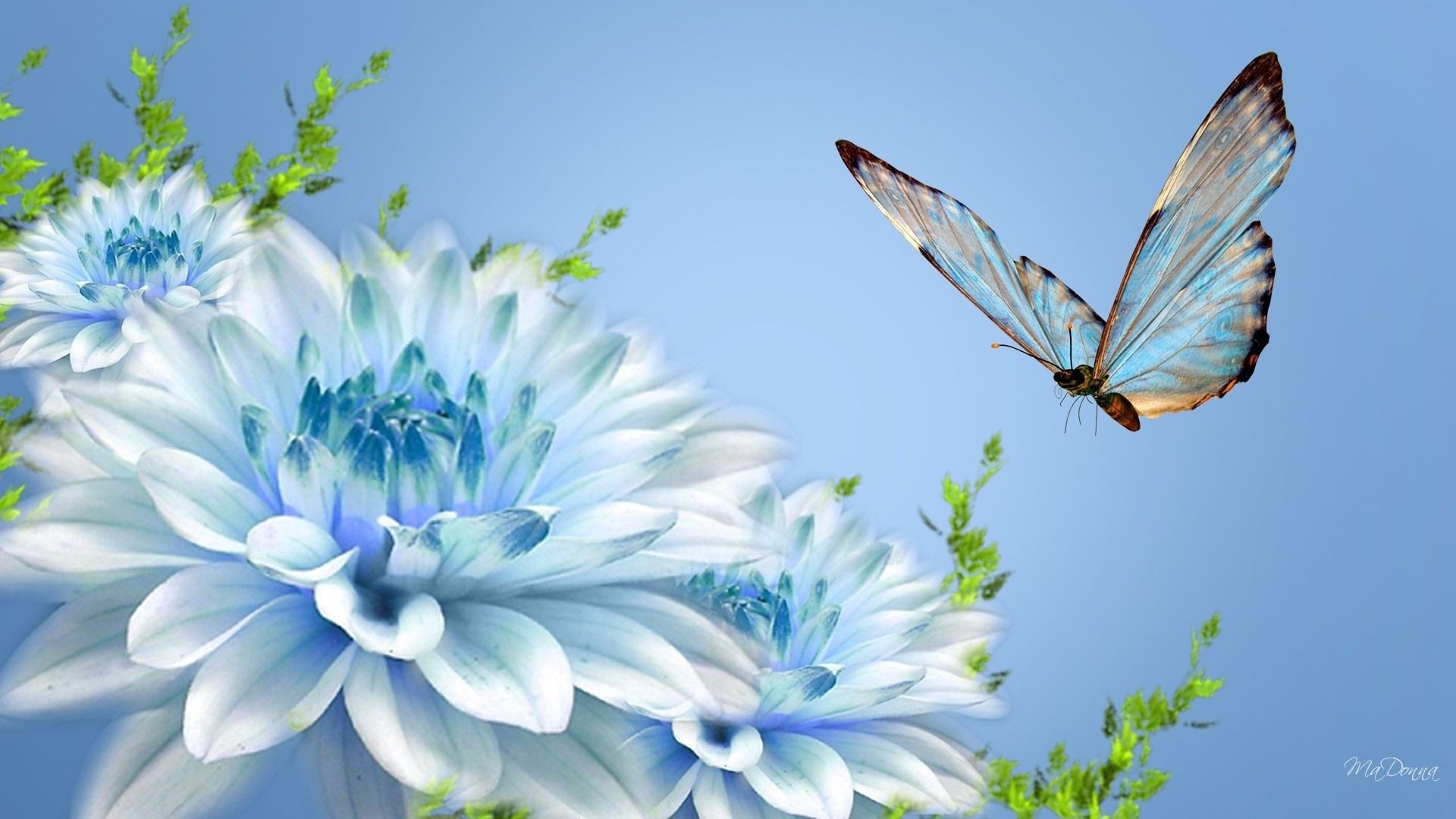 butterfly wallpaper light blue
