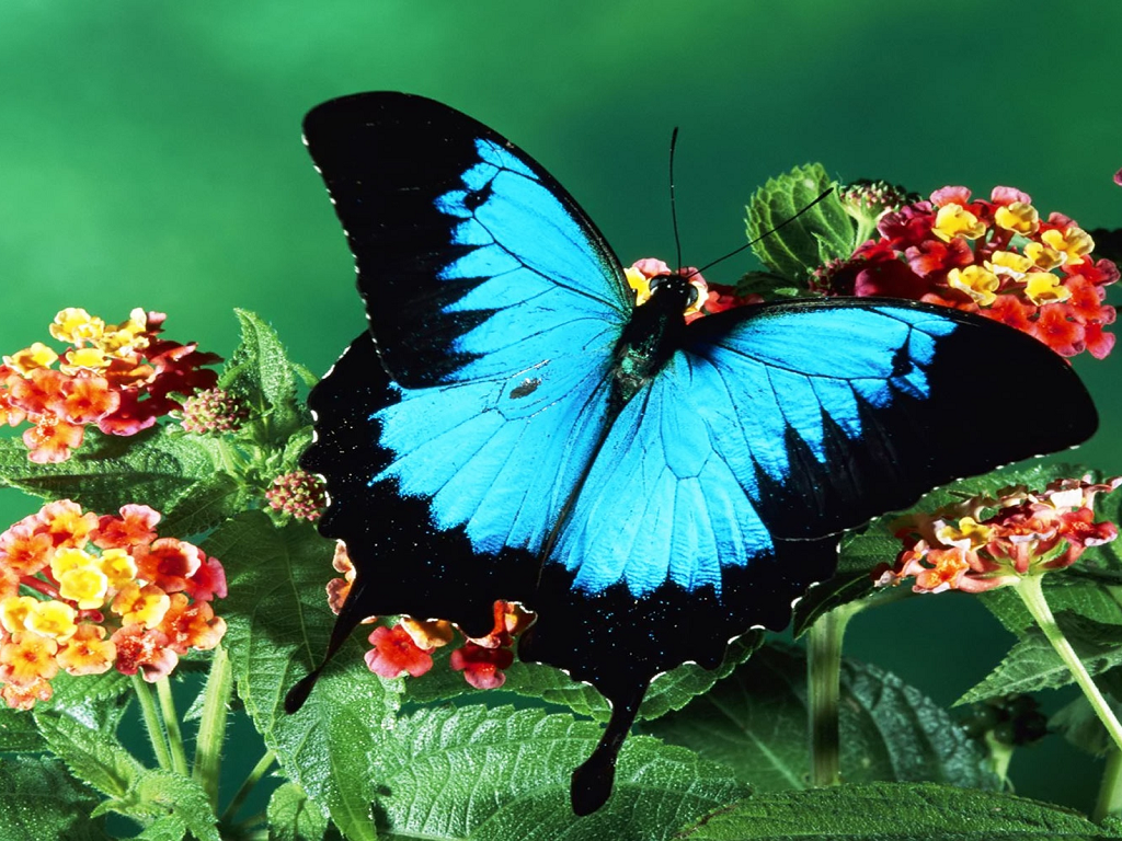 butterfly wallpaper spot blue